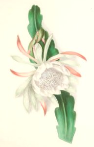 Floral Belles 03