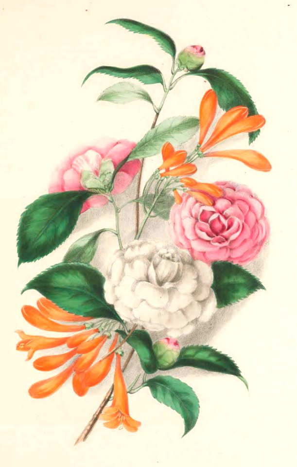 Floral Belles 02