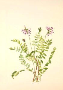 MVW 295