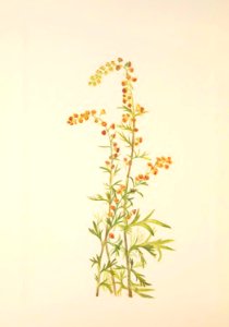 MVW 288