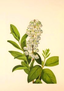 MVW 264