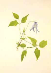 MVW 099