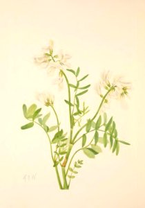 MVW 097