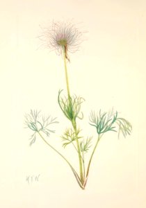 MVW 096