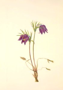 MVW 095