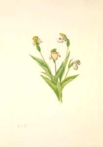 MVW 091