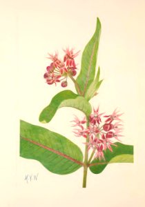 MVW 090