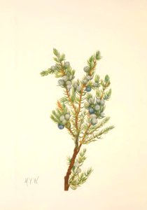 MVW 086