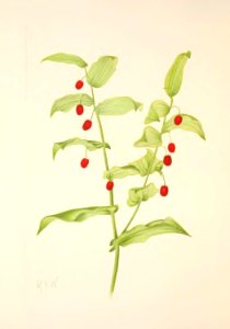 MVW 084