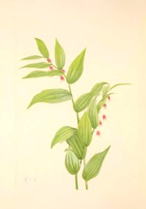 MVW 083