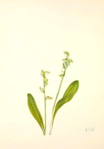 MVW 079