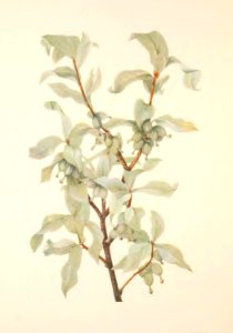 MVW 074