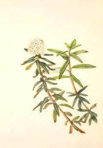 MVW 065