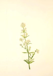 MVW 066