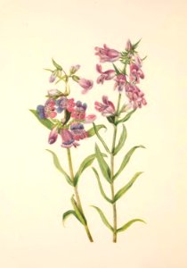 MVW 052