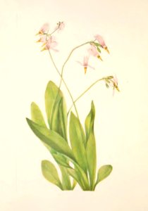 MVW 051