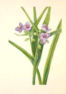 MVW 042