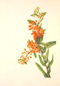 MVW 038