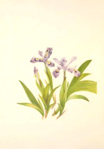 MVW 035