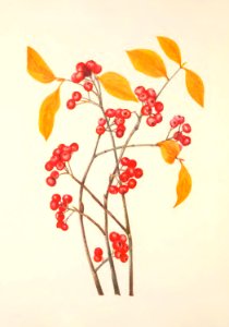 MVW 033