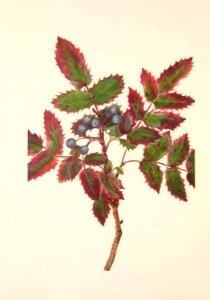 MVW 031