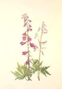 MVW 028