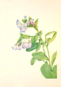 MVW 020