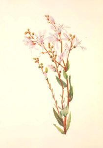 MVW 017