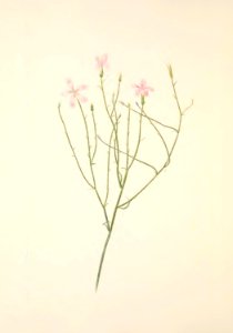 MVW 009