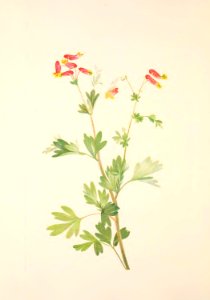 MVW 005