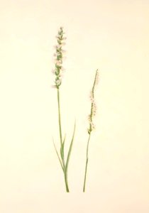 MVW 004