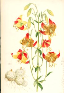 Lillies Monograph 46