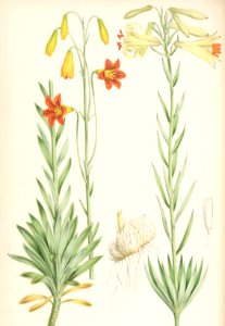 Lillies Monograph 45