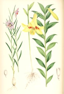 Lillies Monograph 44