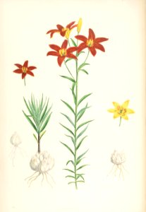 Lillies Monograph 43