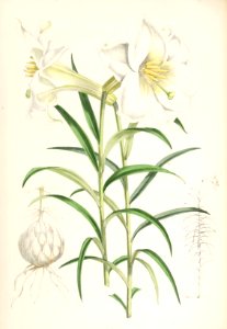 Lillies Monograph 41