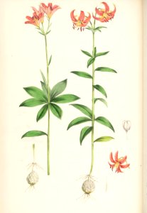 Lillies Monograph 42