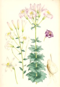 Lillies Monograph 40