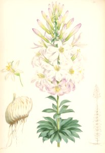 Lillies Monograph 39