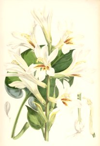 Lillies Monograph 38