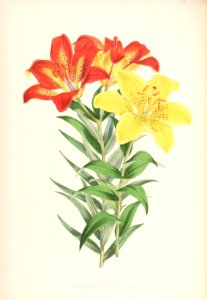 Lillies Monograph 37