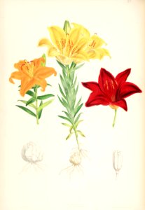 Lillies Monograph 36