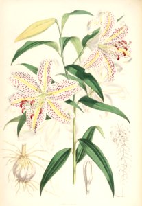 Lillies Monograph 35