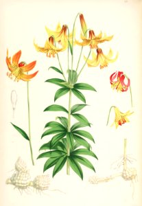 Lillies Monograph 34