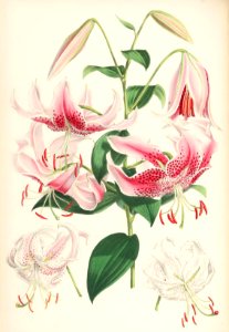 Lillies Monograph 33