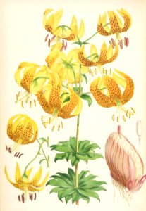 Lillies Monograph 31