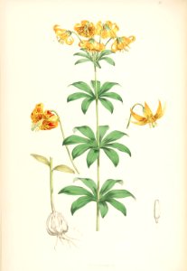 Lillies Monograph 32