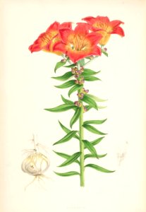 Lillies Monograph 30
