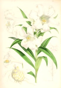 Lillies Monograph 29