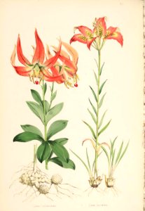 Lillies Monograph 28